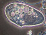 Paramecium