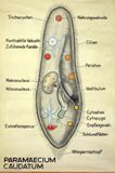 Paramecium